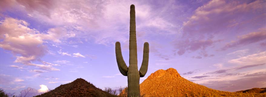 Image of Cactus and Sky